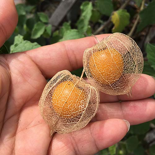 來自雲林的無毒大果燈籠果 來自雲林的無毒大果燈籠果