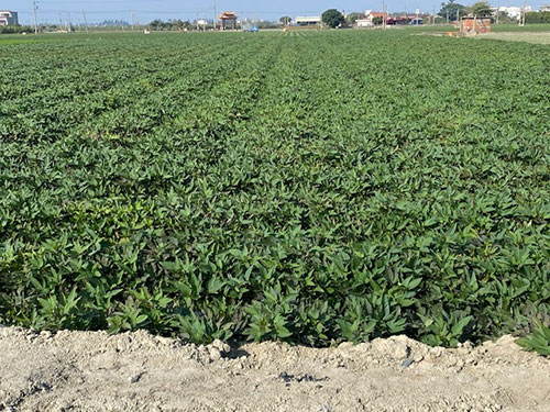 雲林特產臺農57號地瓜 雲林特產臺農57號地瓜